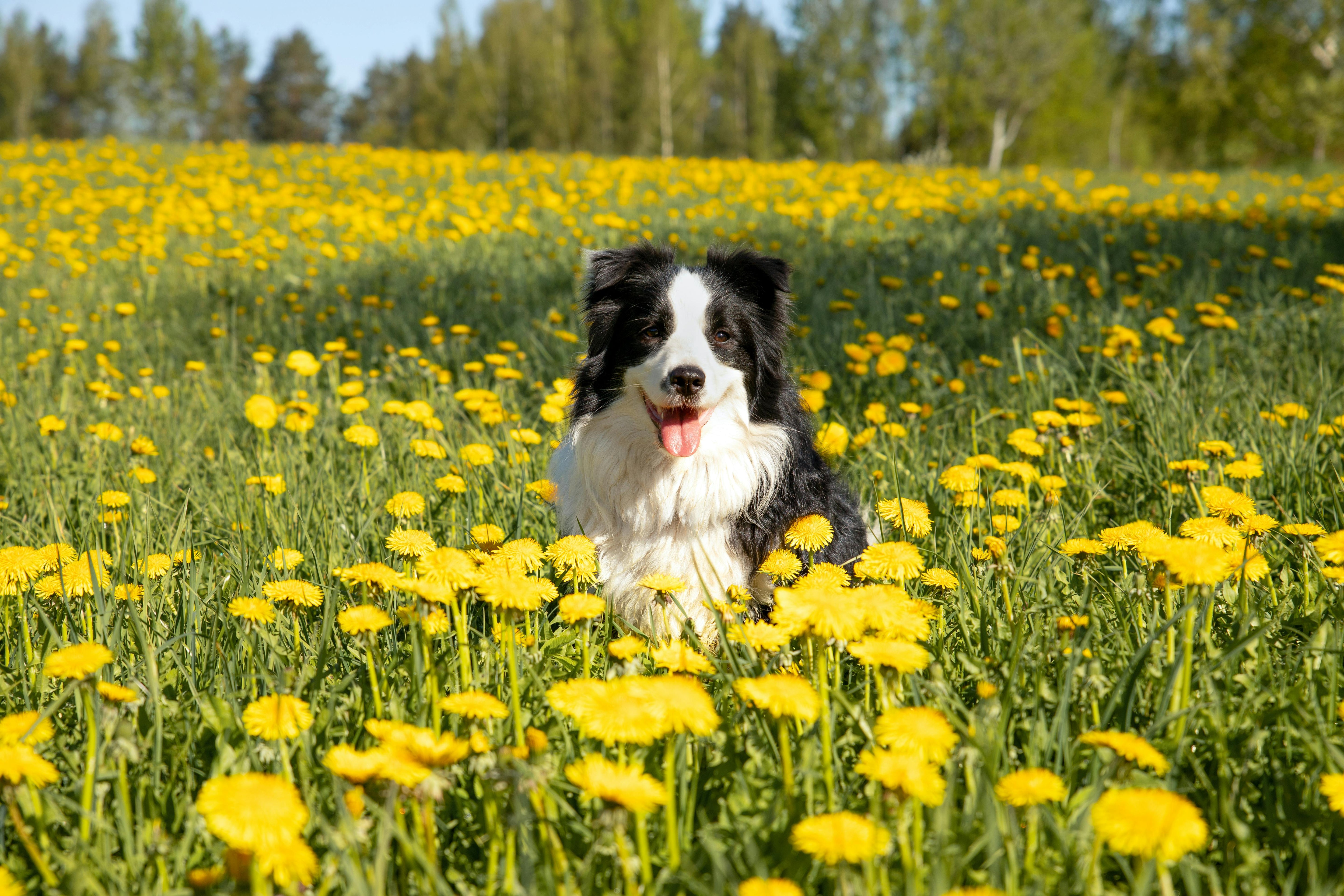 Love & Care for Pets