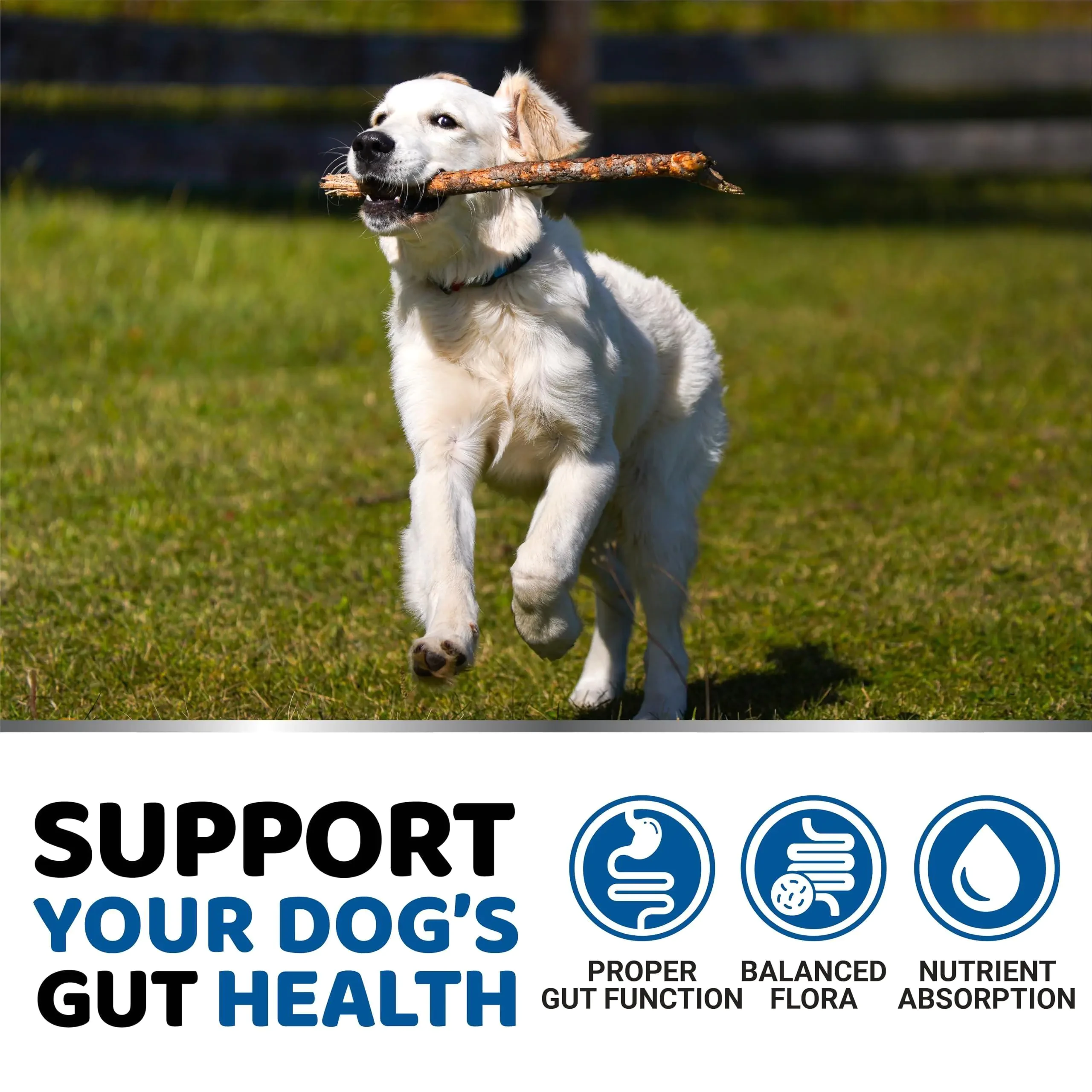 Dog Probiotics & Digestive Enzyme Chews – 170 Count