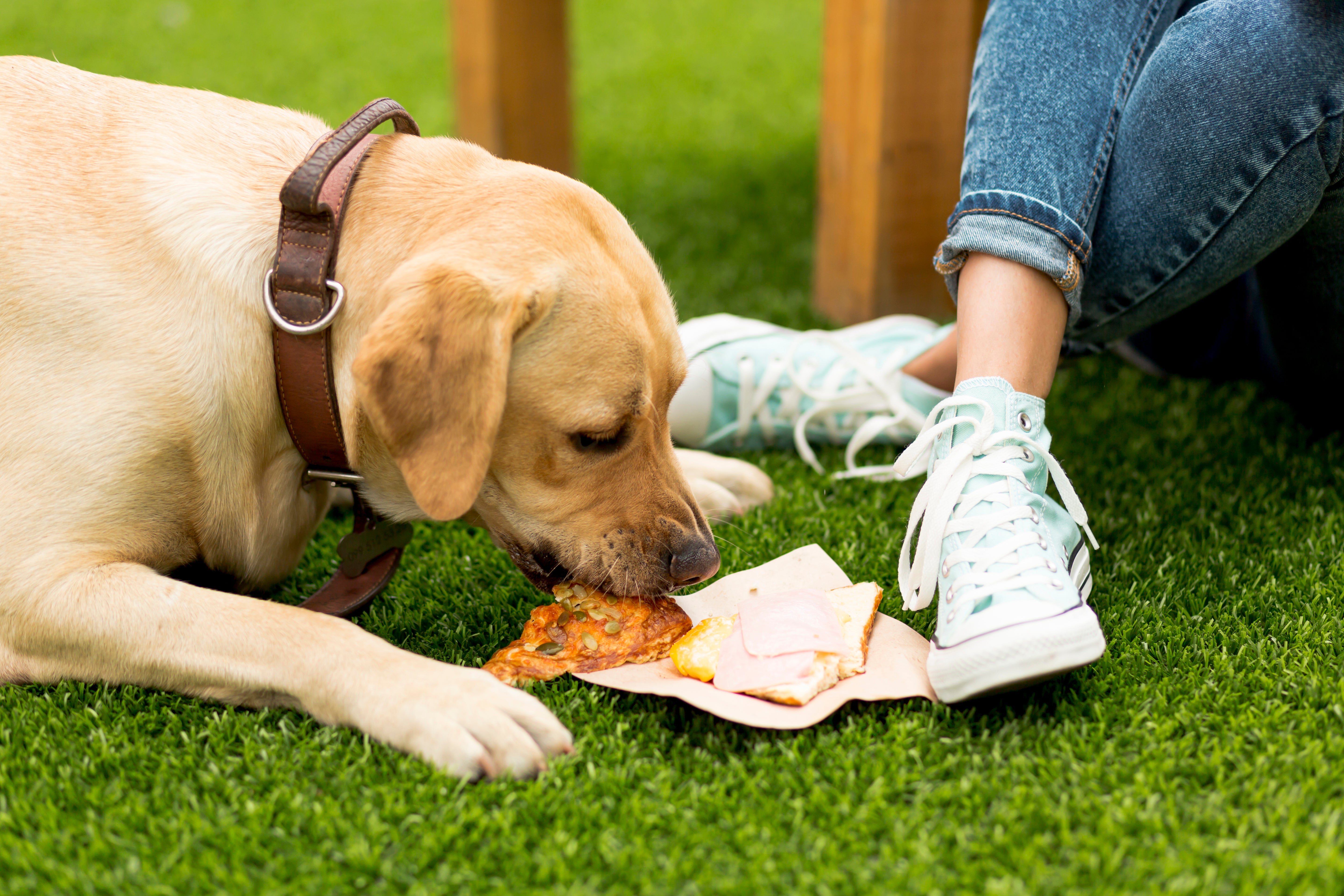 Healthy Meals, Happy Pets