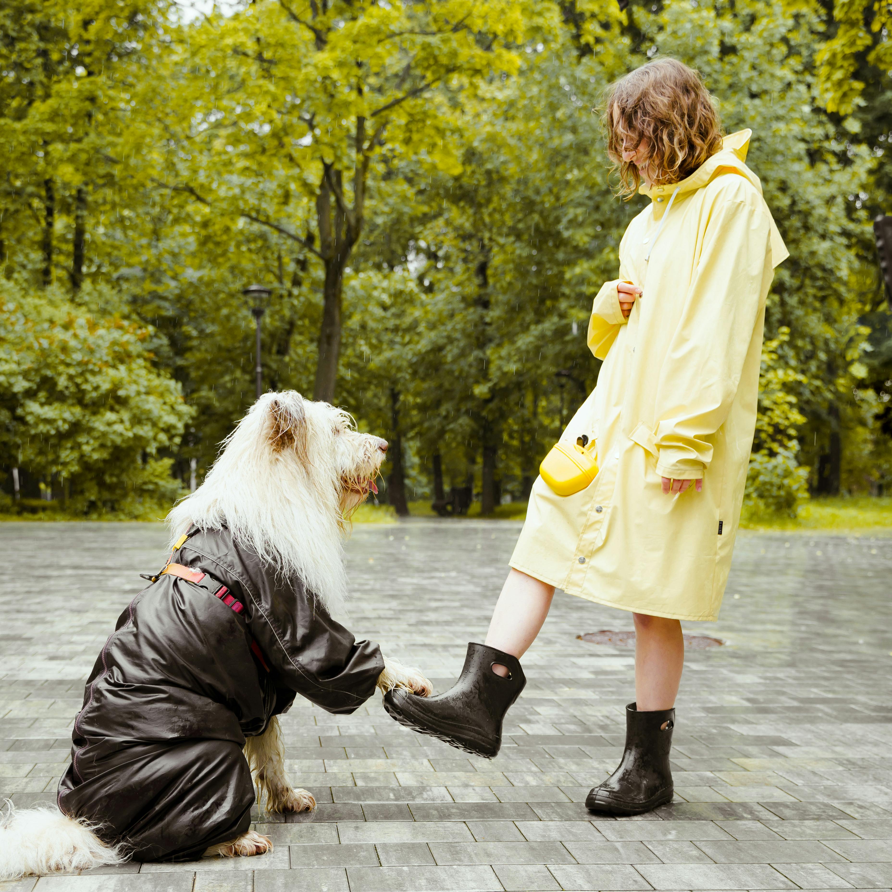 Pet Accessories